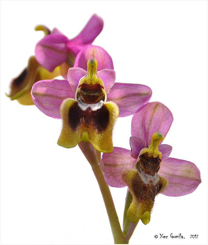 Orquidea (Ophrys tenthredinifera)