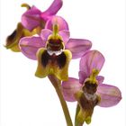 Orquidea (Ophrys tenthredinifera)