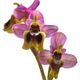 Orquidea (Ophrys tenthredinifera)