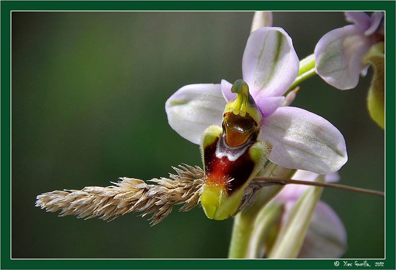 Orquidea (Ophrys tenthredinifera)