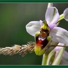 Orquidea (Ophrys tenthredinifera)