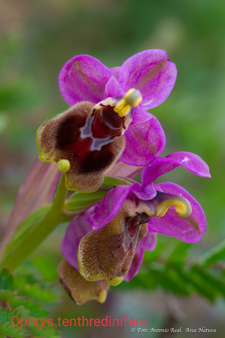 Orquídea, Ophrys Thentedrinifera.