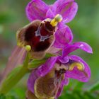 Orquídea, Ophrys Thentedrinifera.