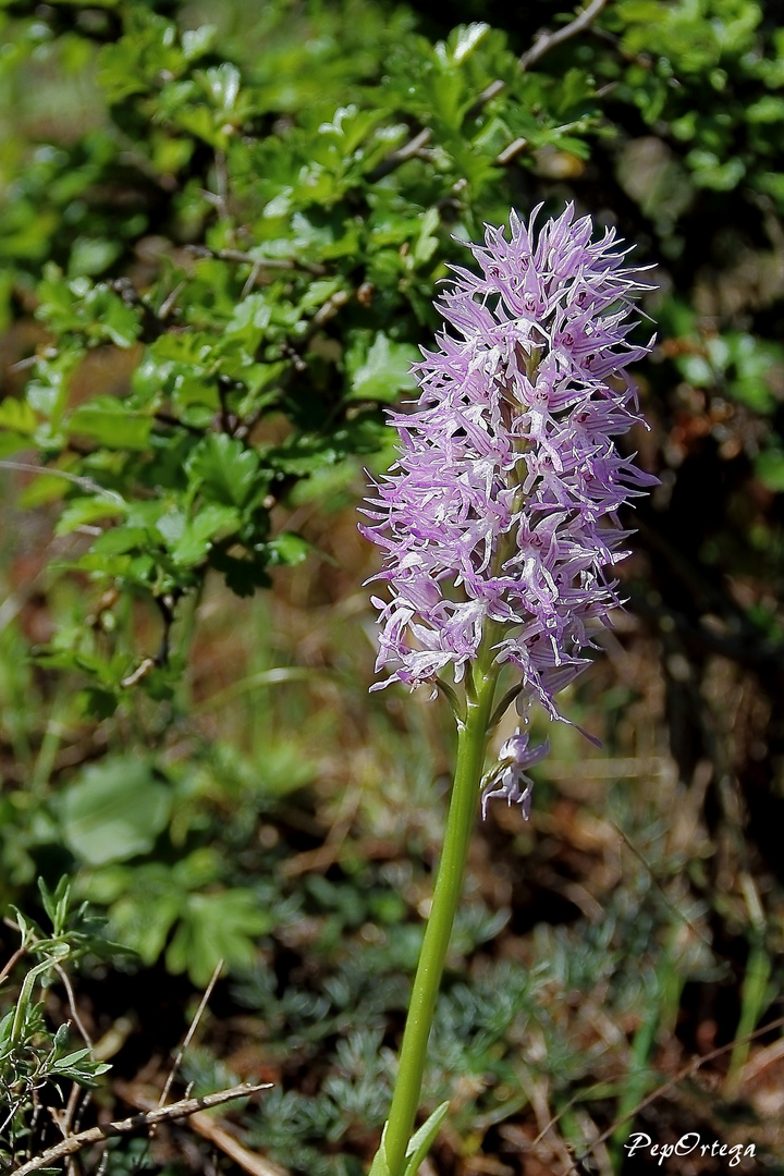 Orquídea Orchis Italica