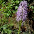 Orquídea Orchis Italica