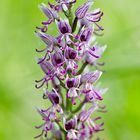 ORQUIDEA -ORCHIS SIMIA-