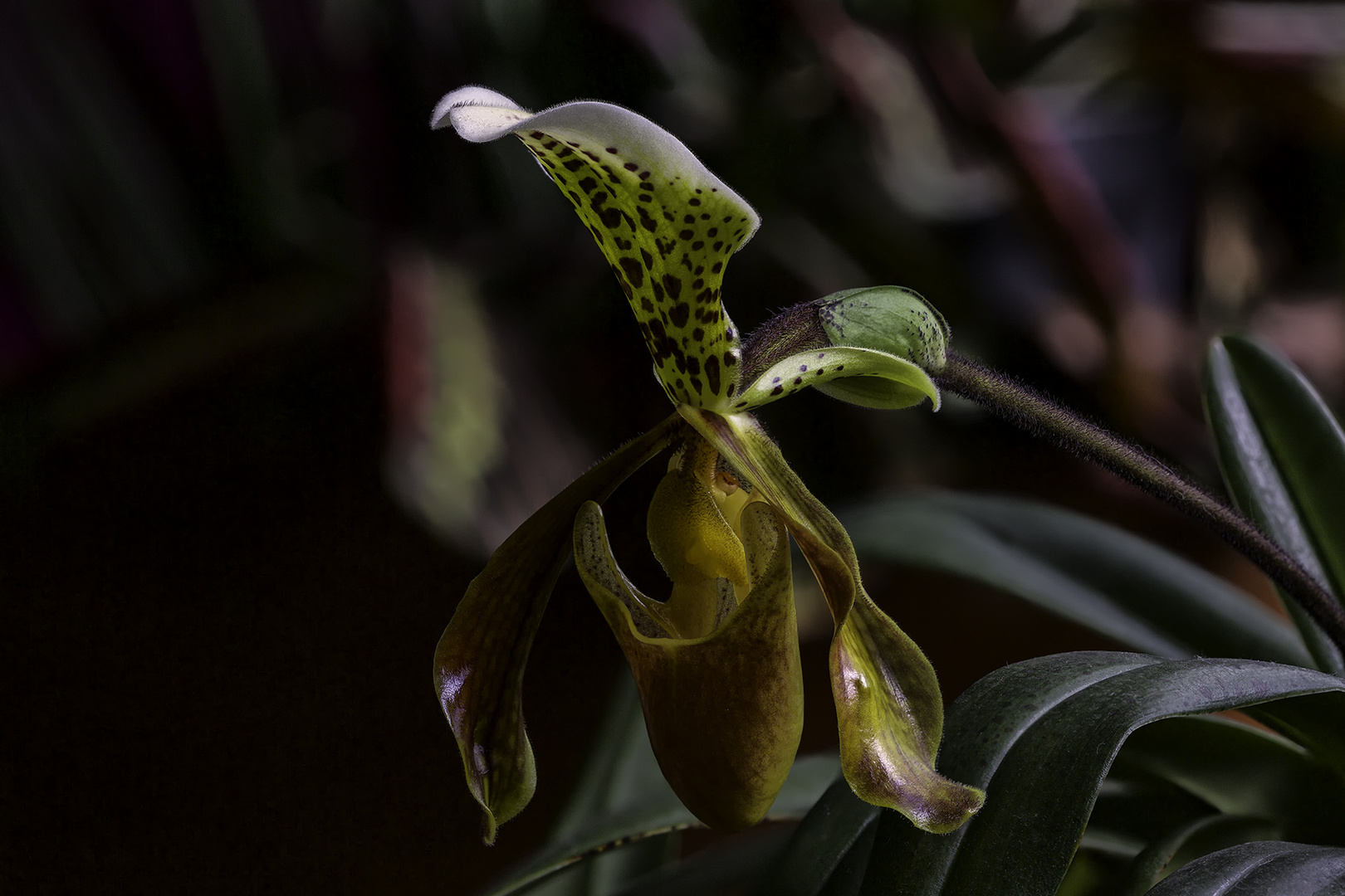 ORQUIDEA PAPHIOPEDILUM