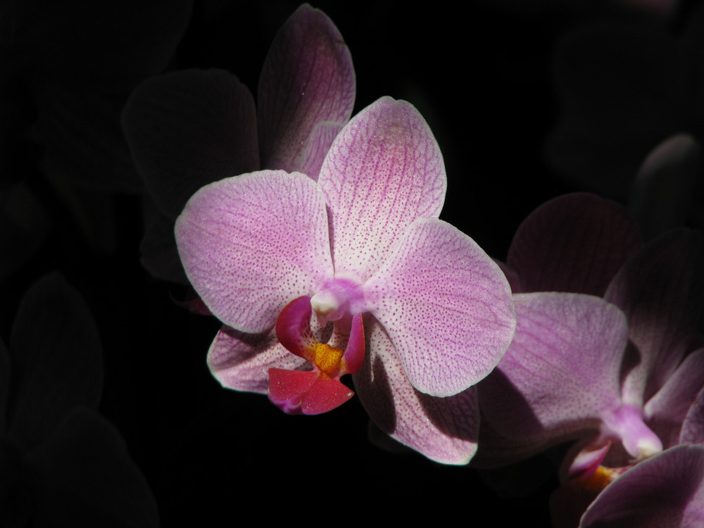 Orquídea Phalaenopsis