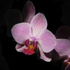 Orquídea Phalaenopsis