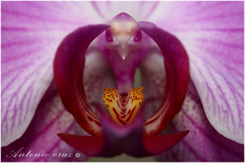 Orquidea (Phalaenopsis)