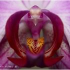 Orquidea (Phalaenopsis)