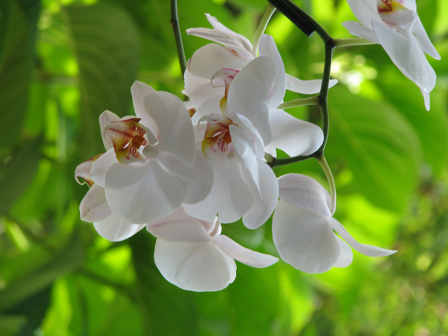 Orquídea Phalaenopsis Blanca