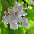 Orquídea Phalaenopsis Blanca