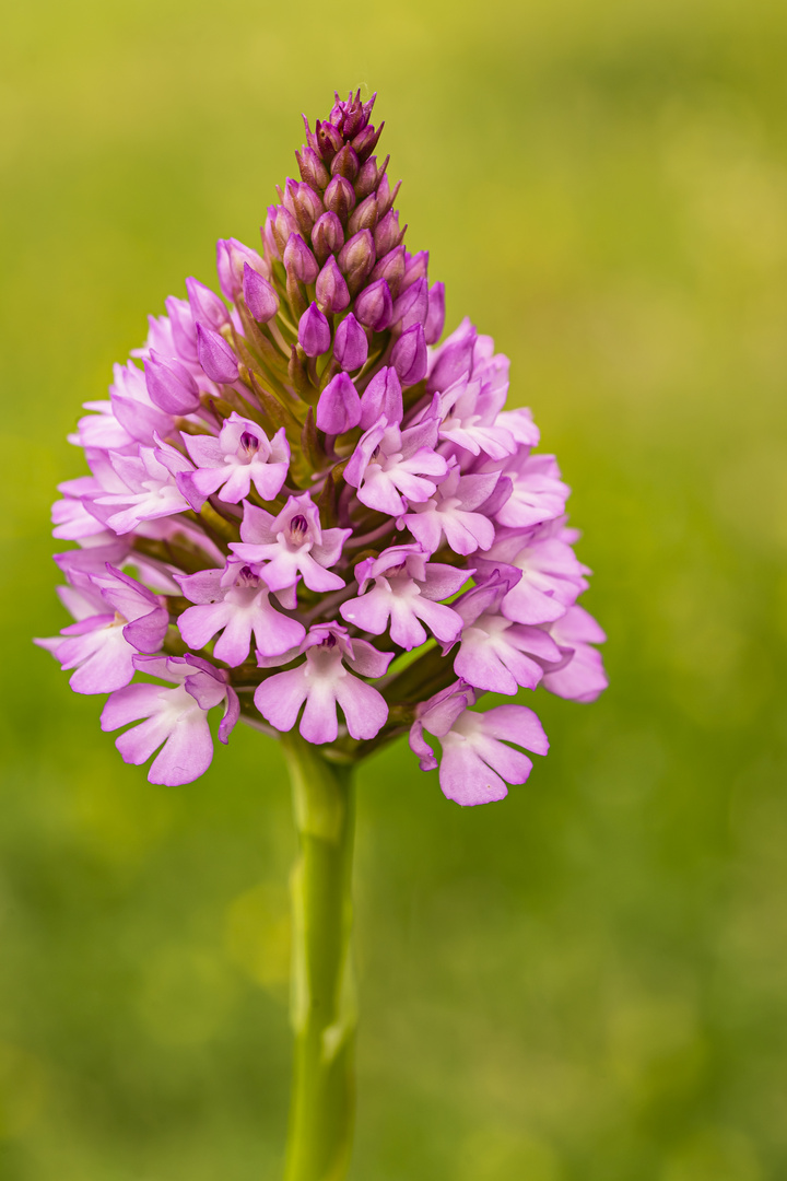 Orquídea piramidal