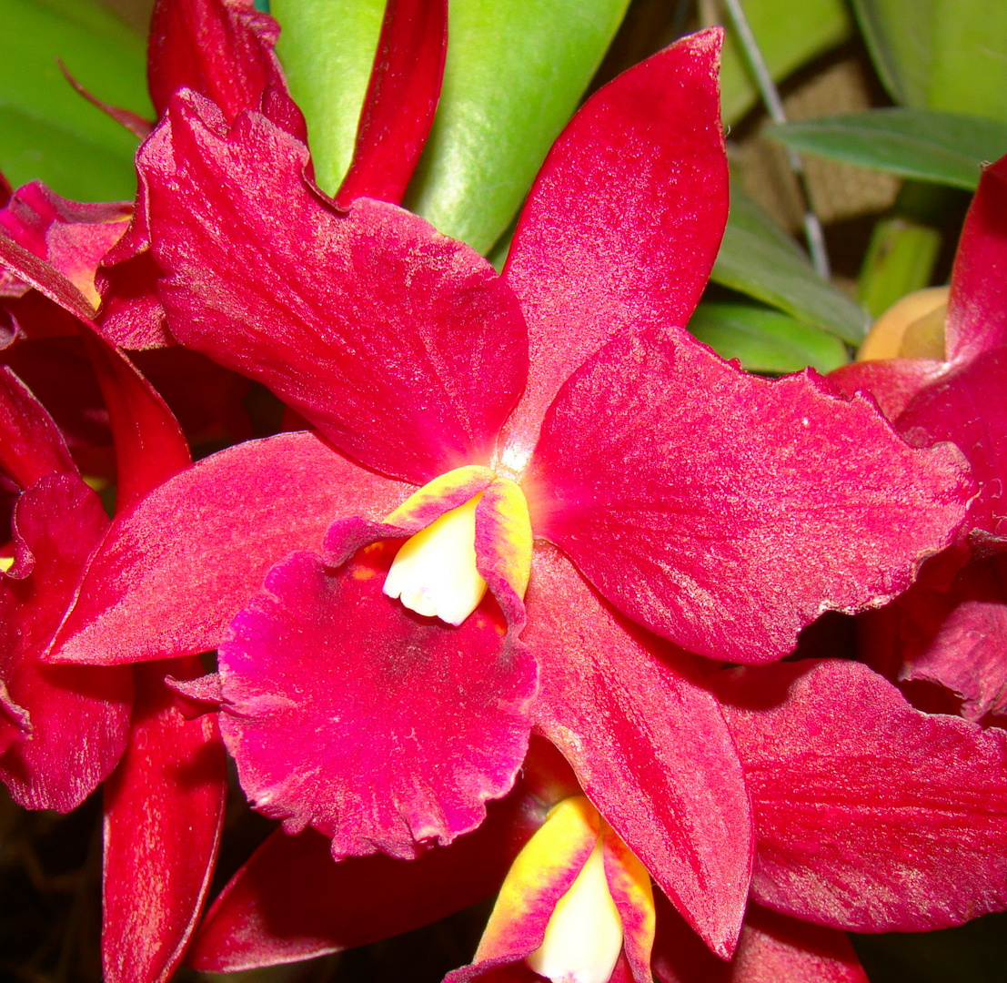 Orquídea Roja