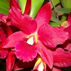 Orquídea Roja