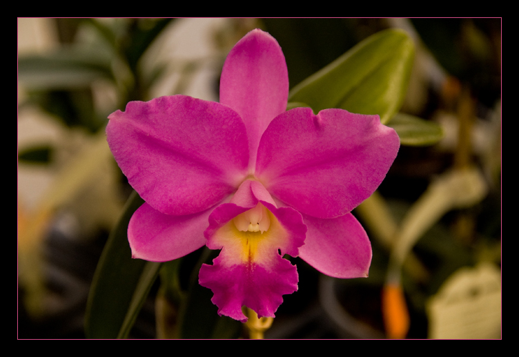 Orquídea rosada