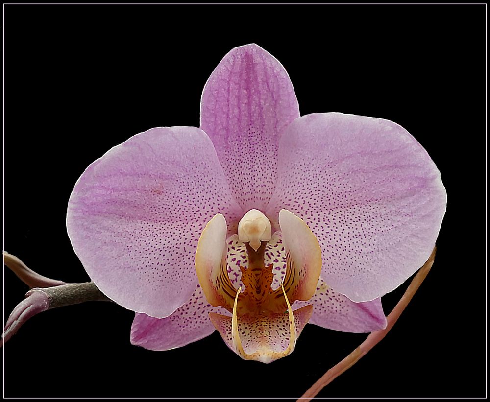 Orquidea rosada 