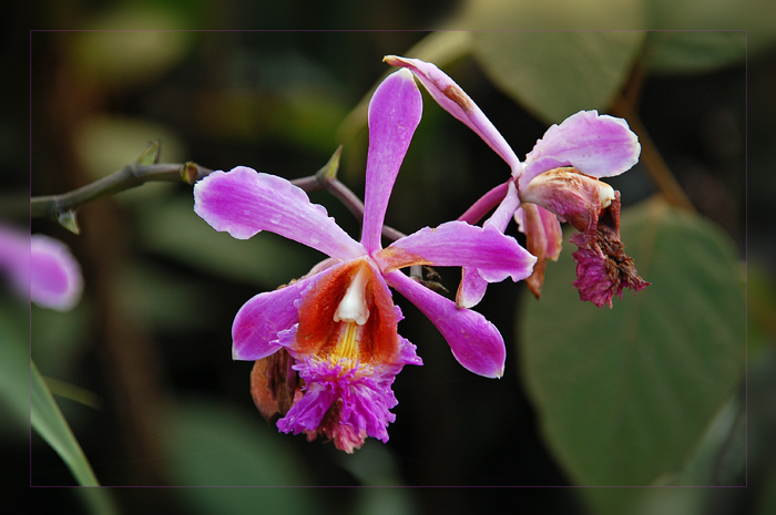 Orquídea rosada