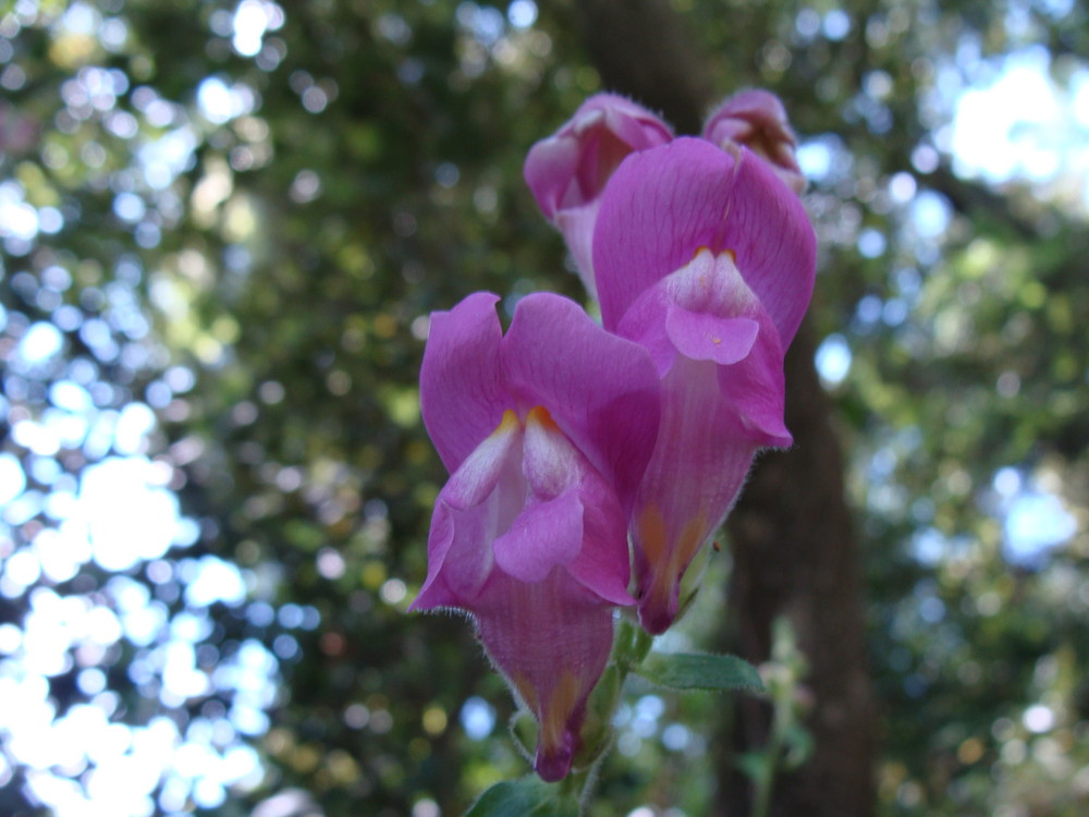 ORQUIDEA SALVAJE