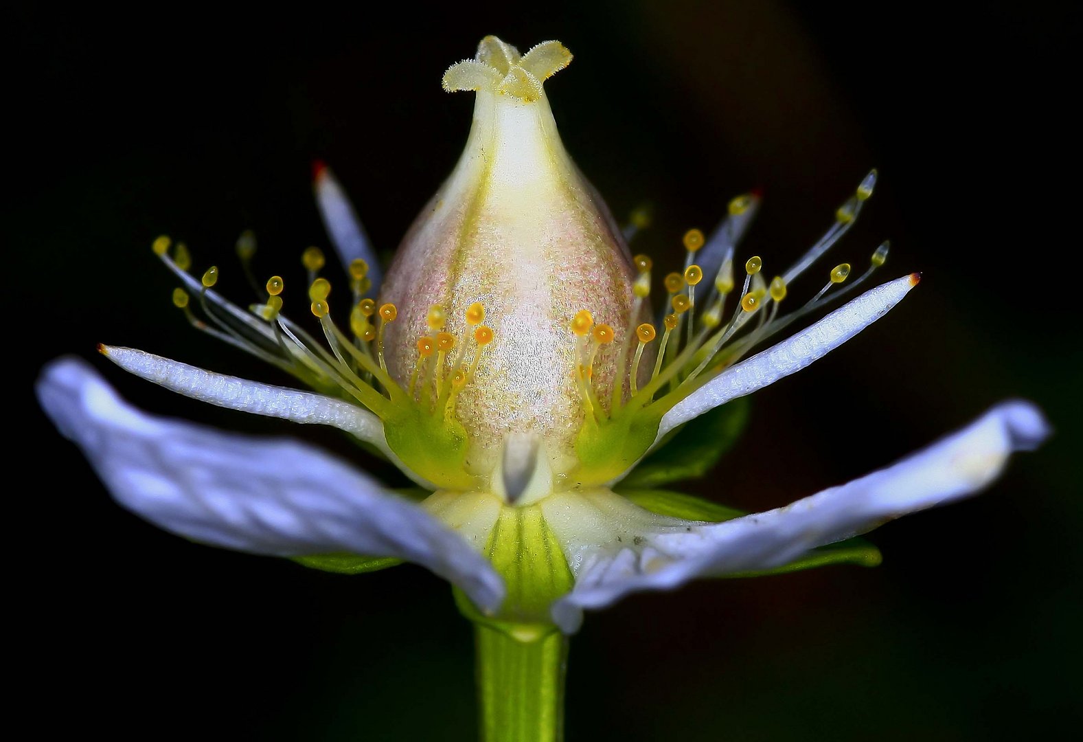 Orquidea salvaje