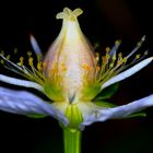 Orquidea salvaje