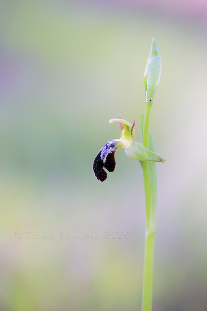 Orquídea silvestre