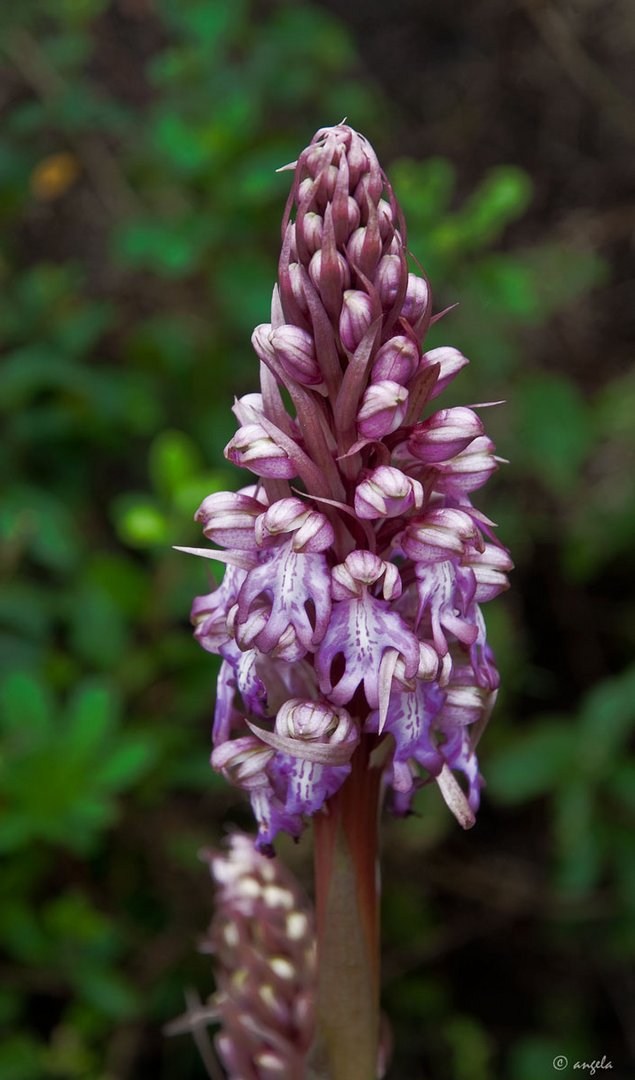 Orquídea silvestre (barlia robertiana)