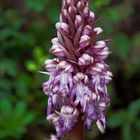 Orquídea silvestre (barlia robertiana)