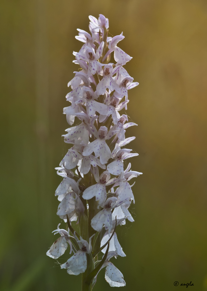 Orquidea silvestre (dacthilorhiza maculata)