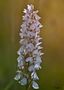 Orquidea silvestre (dacthilorhiza maculata) von Angela Menendez 