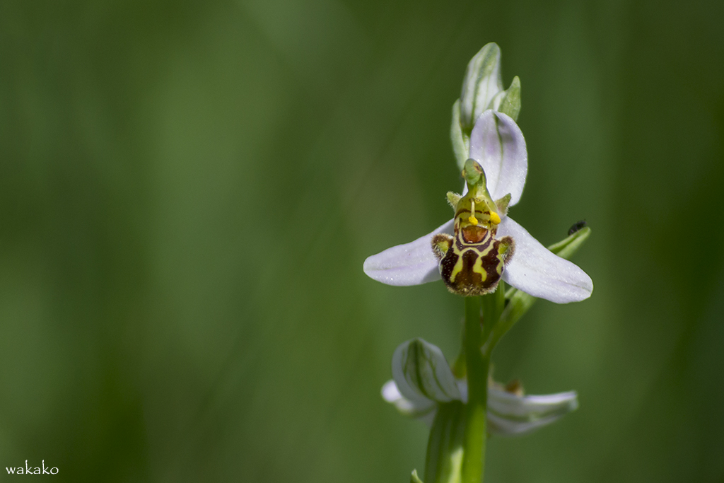 Orquidea silvestre. Ophrys apifera