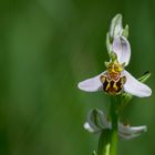 Orquidea silvestre. Ophrys apifera