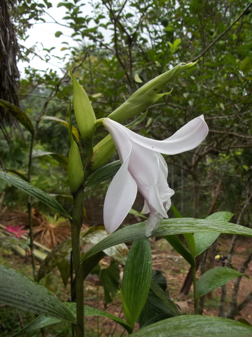 Orquídea Sobralia Sp.