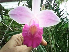 Orquídea terrestre