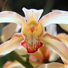 Orquídea vampiresa