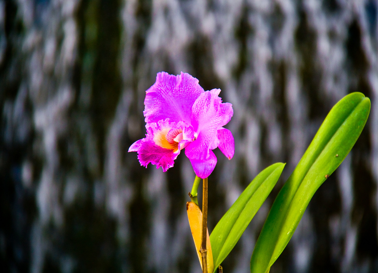 ORQUIDEA VENEZOLA-ORGULLO PATRIO