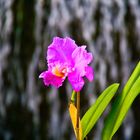 ORQUIDEA VENEZOLA-ORGULLO PATRIO