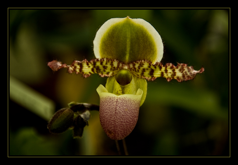 Orquídea verde