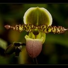 Orquídea verde