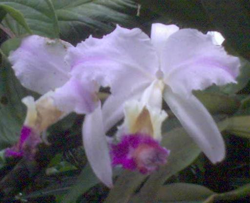 orquidea(flor nacional de colombia)