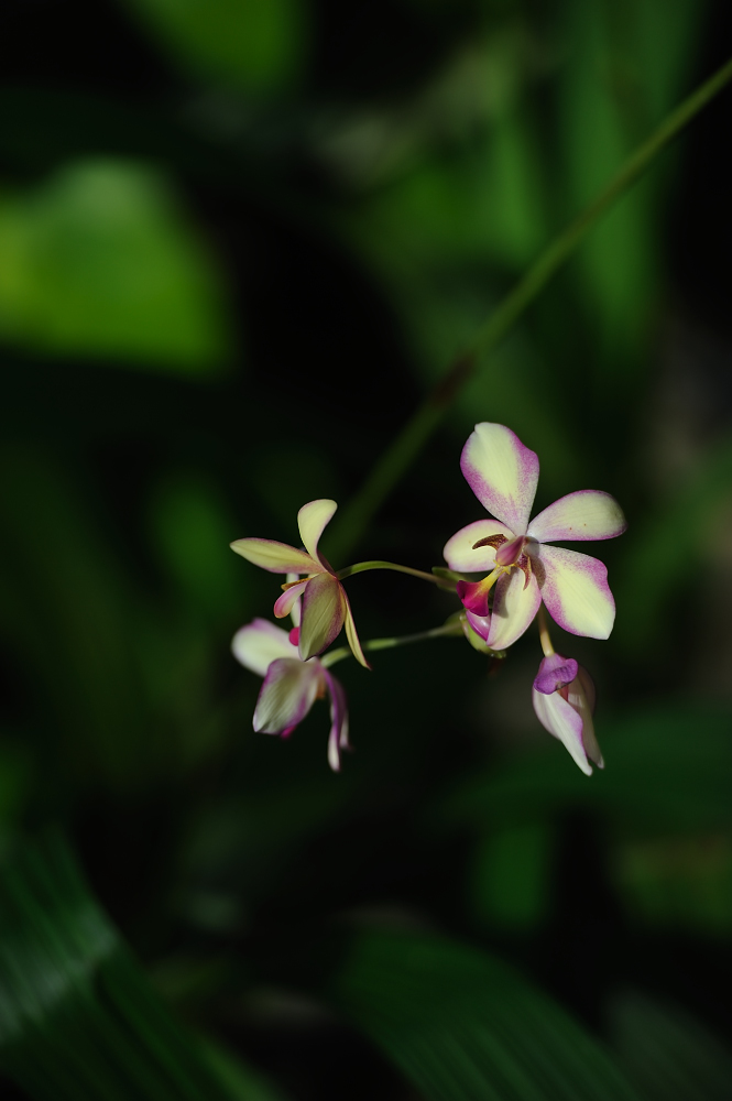 Orquideario Soroa, Cuba.