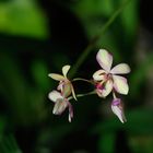 Orquideario Soroa, Cuba.