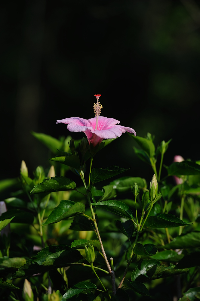 Orquideario Soroa, Cuba......