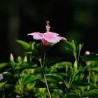 Orquideario Soroa, Cuba......