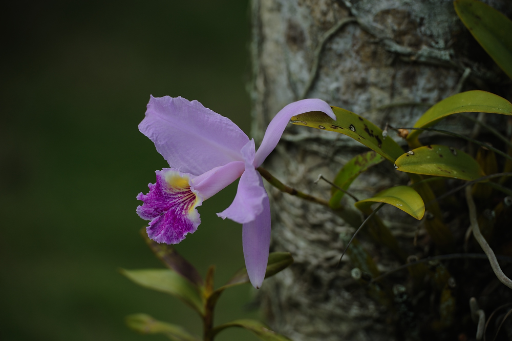 Orquideario Soroa, Cuba.....