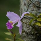 Orquideario Soroa, Cuba.....