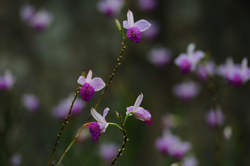 Orquideario Soroa, Cuba