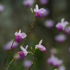 Orquideario Soroa, Cuba