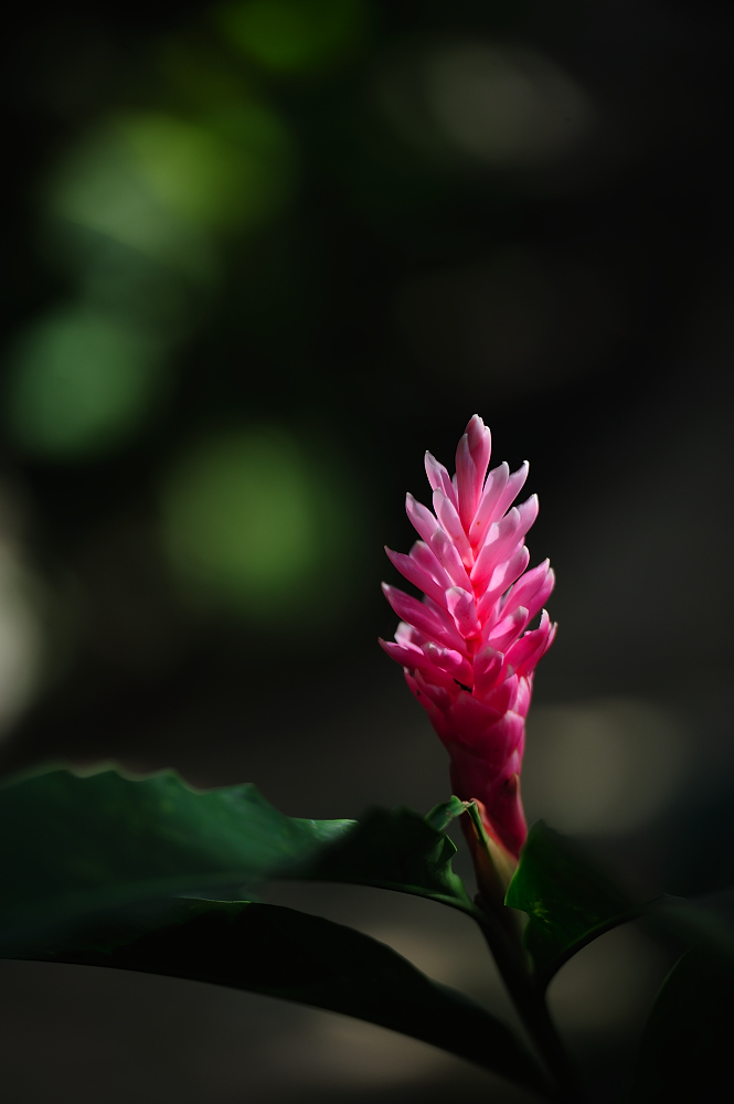 Orquideario Soroa, Cuba